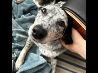 Getting pets