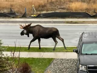 Local Bull Moose roam around our neighborhood.