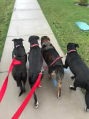 Callie, Bosco, Brooklyn, Mika