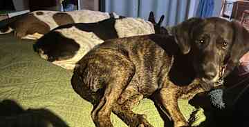Lula (brindle), Opie (black/white), Sunshine (brown/white)
