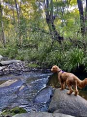 Local walk