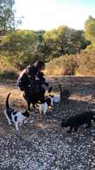 Feeding stray cats in Spain