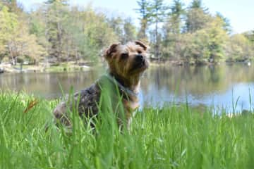 Louie LOVES the lake. He will plop down and just look at the lake.