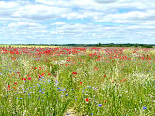 Local field