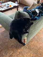 Dora is our shy girl. She is very talkative and a good snuggle once she gets to know you.
