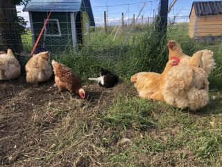 The chickens are not named. We have a variety of breeds and alot of homegrown chickens.