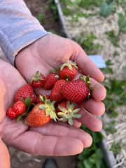 Pick strawberries from our plantings.