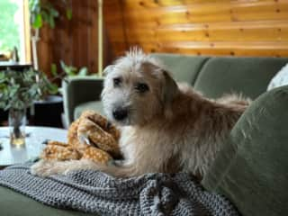 Cloud with his toy on the couch