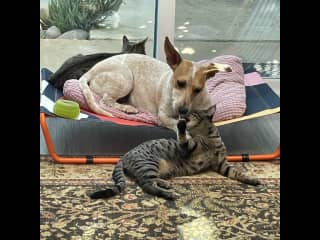 She gets along very well with our fosters. But our own cats don't like her :(