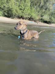 Likes to swim with us during the hot Oregon summers as long as it’s a quiet place.