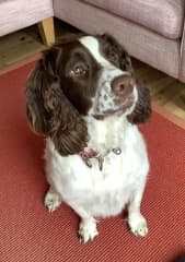 Sassy’s favourite treat is a crust of toast at breakfast time