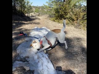 She wanted to cool off in leftover snow after a warm spring walk.