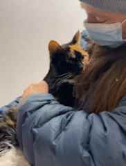 Caring for Amelia during her stay at vet clinic.