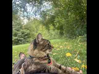 Lap cat outside