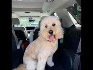 Super fluffy just after getting groomed!