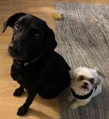 Tesla and Eevie
Eevie doesn’t have many friends but they are the best of buds