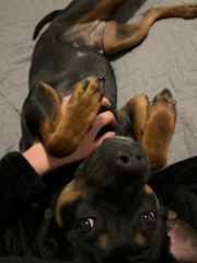 She’ll annoy you for scratches and kisses