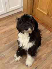 Susa is a miniature Sheepadoodle. She is pretty small, very good at jumping, and loves a cuddle.