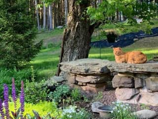 This is Tigger. She has been with us for 11 years. Tigger loves being outside. She is my supervisor while I tend to my annuals and perennials flowers.