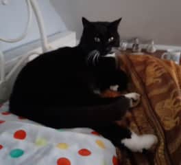 Sam is quite shy, but would love to sit on your knee and purr
