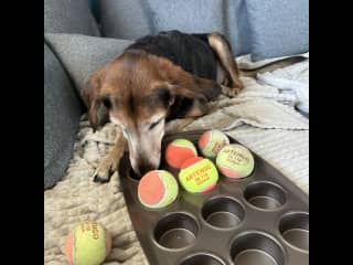 And even more training for doggy brain cells