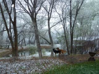 2 former dogs byThe Pond  late Winter/early Spring