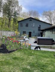 Back yard garden area (and Ellie).