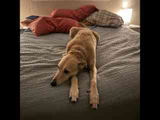 Ochre Relaxing