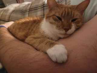 He loves to cuddle especially at night and while you're watching TV. If you tent a blanket over your legs and say "cave" he might just crawl under and curl up inside.