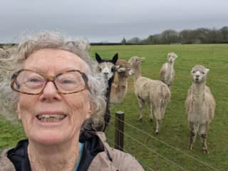 Alpaca fun!