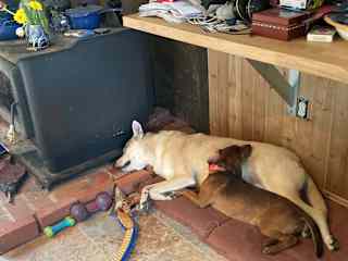 Izzy and Rosie play hard and rest hard together.