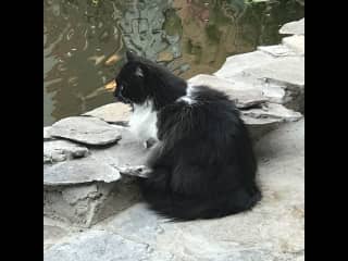 Zina contemplating the fish.
Zina - female, long-hair, "tuxedo cat."