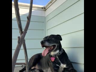 Dottie is a Staffordshire pit bull mix, here enjoying the sun.