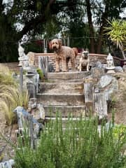 Backyard Jasper and Darla