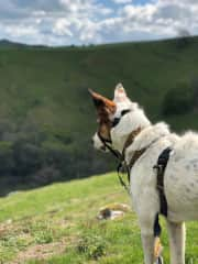 Smudge enjoying the view in the peak district