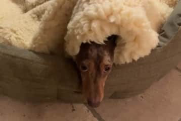 He sometimes likes to be covered up at night