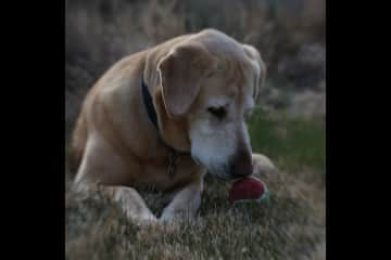 Bobb does loves his toys!