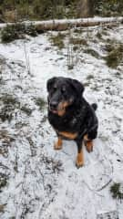 Walking my parents Beauceron.