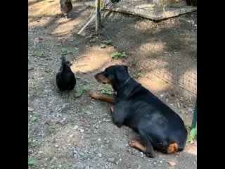 Ania and her favorite hen