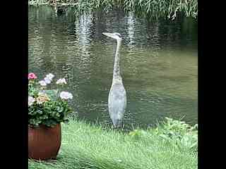 The great blue heron in the creek