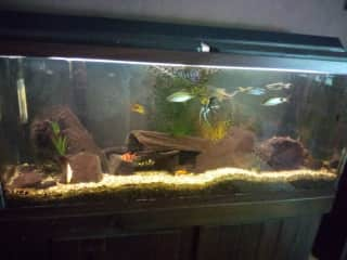 Freshwater aquarium