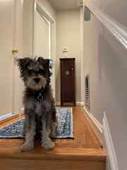 Little Ferg in the hall, always attentive.