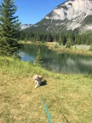 Oakley enjoying his walk around Cascade Pond in Banff.