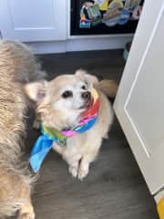 BoJangles officially becoming a National Park BARK Ranger in Cap Cod