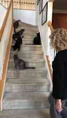 Here are 5 of the 7 cats I watch while my mom travels
