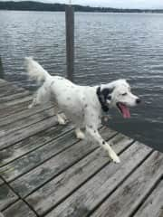 Murphy enjoying the lake