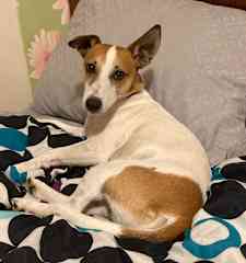 Charlie gets to sleep on a bed - sometimes!