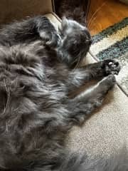 Napping is one of Gracie's favorite activities.