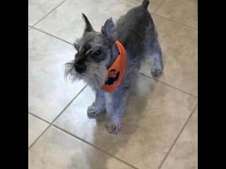 Gator had permanent grumpy face, and in his old age actually came into his resting grump face