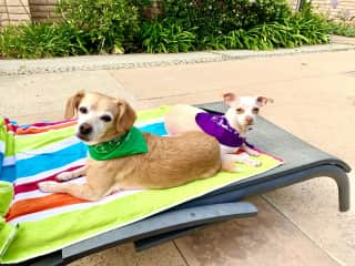 Sunning by the pool!